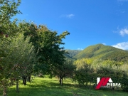 IMG-20240724-WA0007(1)